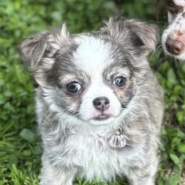 Sailor - Chihuahua