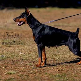 Hena Doberthing - Doberman Pinscher