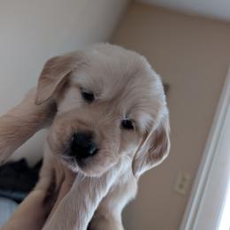 Orange - Golden male Golden Retriever puppy in Madison, Ohio from Heckmans English Cream Golden Retrievers