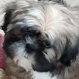 Shih Tzus from ShihTzuCt