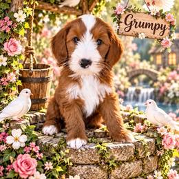 Grumpy (7 dwarfs theme) - Red  male Goldendoodle puppy in Ozark, Missouri from Halo Doodles