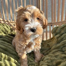 Vail - Apricot female Goldendoodle puppy in Surprise, Arizona from AZ Ohana Doodles