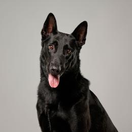 Alex - Belgian Malinois