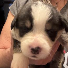 U-6 - Black and tan male Pembroke Welsh Corgi puppy in Sanford, Michigan from Tambali Pembroke Welsh Corgis