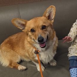 Wally - Pembroke Welsh Corgi