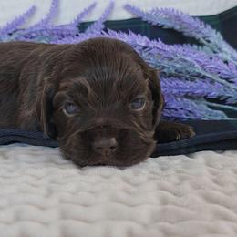 AKC Geillis Duncan - Sable female Cocker Spaniel puppy in Morristown, Tennessee from Down in the Holler