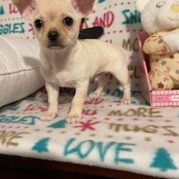 Chihuahua, Poodle, and Yorkshire Terrier Puppies from Connie Toy Poodles & Chihuahuas Puppies
