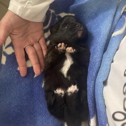 Black and white male - Black parti male Pomeranian puppy in Adairsville, Georgia from BE North GA Pomeranians