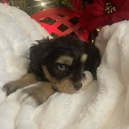 Romeo (Max) - Liver male Miniature Schnauzer puppy in Menifee, California from Moonshine’s Minis