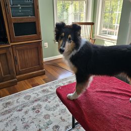 Kelly - Collie puppy from Whitemoor Collies