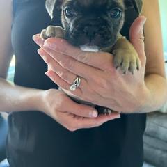 French Bulldog Puppies from Proud French Bulldogs