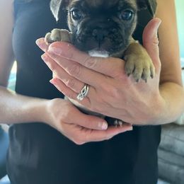 French Bulldog Puppies from Proud French Bulldogs