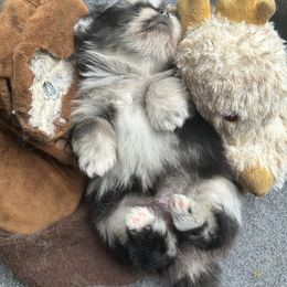 Sophia (AKC) - Blue merle female Pomeranian puppy in Hughes Springs, Texas from Hughes Springs Tx Poms