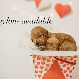 Waylon - Apricot male Goldendoodle puppy in Hazel Green, Alabama from Fitzy Doodles of Alabama