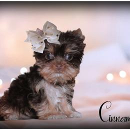 Cinnamon - Chocolate and tan female Yorkshire Terrier puppy in Detroit, Michigan from Friends4everkennel LLC