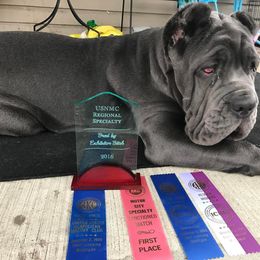 Neapolitan Mastiff Puppies from Unique Uprisings