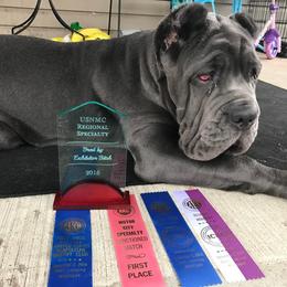 Neapolitan Mastiff Puppies from Unique Uprisings