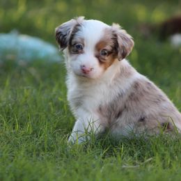 Australian Shepherd Puppies from KangaRoos Little Aussies