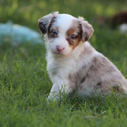 Australian Shepherd Puppies from KangaRoos Little Aussies