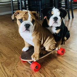 "Dude x Maya" Bulldog Puppies from Wellington Bulldogs