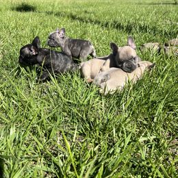 French Bulldog Puppies from Boone County Bulldogs