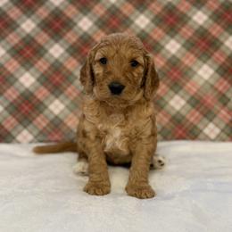 Ginger - Apricot female Goldendoodle puppy in Fayetteville, Arkansas from Mountain Grove Doodles