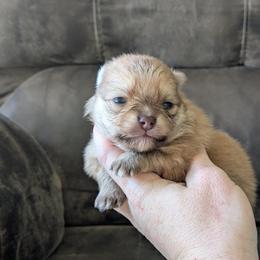 Chestnut - Chocolate sable male Pomeranian puppy in Westphalia, Kansas from Prairie Ridge Kennel