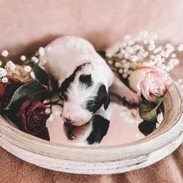Kalispel (Kali) - White and black female Bordoodle puppy in Elizabeth City, North Carolina from Howdy Doodles