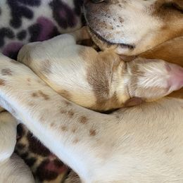 Beagle Puppies from Daisy Mountain Beagles