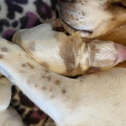 Beagle Puppies from Daisy Mountain Beagles
