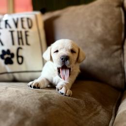 Labrador Retriever Puppies from Knotty Creek Labradors