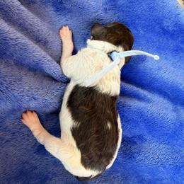 Blue Collar - Brown male Poodle puppy in Huntsville, Alabama from Flint River Poodles