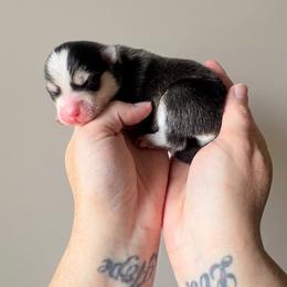 Shaco - Black and white male Pomsky puppy in Boonville, Indiana from Elysian Pomskies