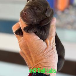 Maverick - Chocolate male Labrador Retriever puppy in Sullivan, Missouri from O’Dell Labs