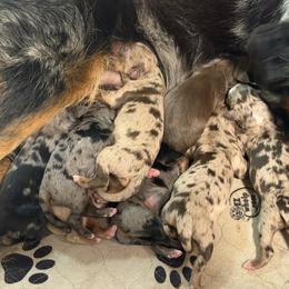 Damon - Blue merle male Miniature Australian Shepherd puppy in Bogata, Texas from Maple Creek Run