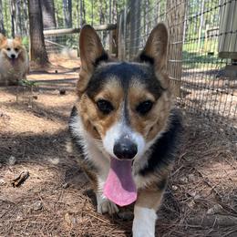 Pembroke Welsh Corgis from Pride Paws Corgis: Snout & About