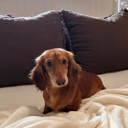 Ettie - Dachshund