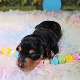 Night - Black and tan male Dachshund puppy in Rio Grande City, Texas from Hounds All Night