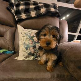 Trevor (Blue) - Black and tan male Yorkshire Terrier puppy in Fayetteville, Tennessee from Mina's Yorkies