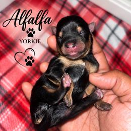 Alfalfa - Black and tan male Yorkshire Terrier puppy in Gastonia, North Carolina from Banks Dynasty Kennel