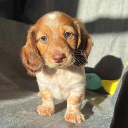 Oscar - Red male Dachshund puppy in Havertown, Pennsylvania from Beaks and Barks, LLC
