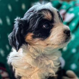 Aussiedoodles, Bernedoodles, Cockapoos, and Goldendoodles from Puppy Love Doodles