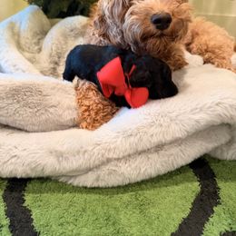 Bear - Black male Goldendoodle puppy in Millville, California from Hope Lane Kennels