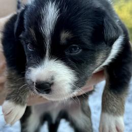 Ace - Black and white male Border Collie puppy in East Ellijay, Georgia from Nine Peaks Border Collies