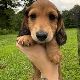 Bear - Red male Dachshund puppy in Mountain Grove, Missouri from Boot Scootin Pups