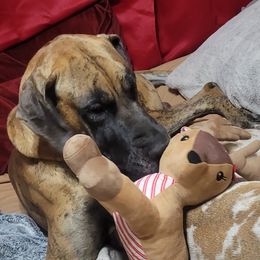 Great Danes from Danes Done Right