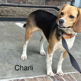 Charli - Beagle