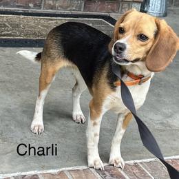 Charli - Beagle