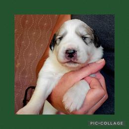 Marvel - White and badger male Great Pyrenees puppy in Mikado, Michigan from Brittain Family Farm