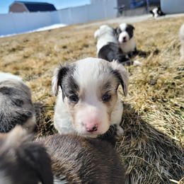 Cardigan Welsh Corgi Puppies from Star N Cardigan Corgis